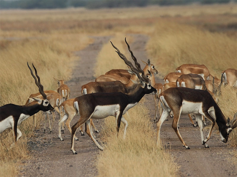 Black Buck Trils Resort